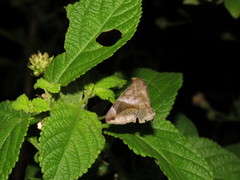 Bastilla amygdalis