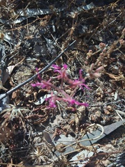 Pelargonium triphyllum