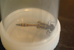 Austrothemis nigrescens