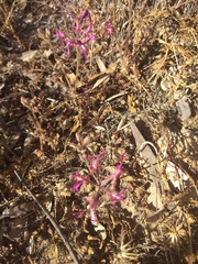 Pelargonium triphyllum