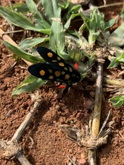 Arniocera auriguttata