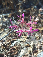 Pelargonium triphyllum