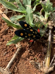 Arniocera auriguttata