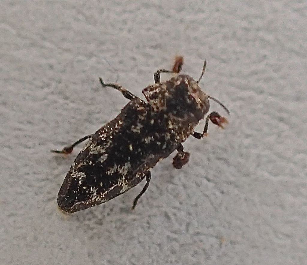 Taphrocerus nicolayi