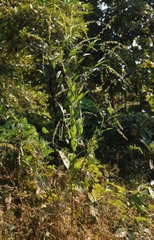 Crotalaria leptostachya