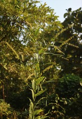 Crotalaria leptostachya