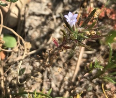 Microcodon glomeratus