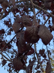 Prunus