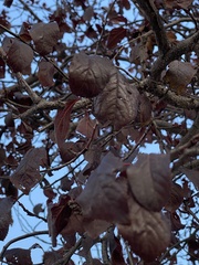 Prunus