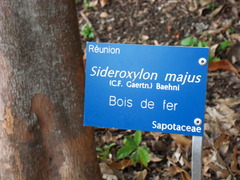 Sideroxylon majus