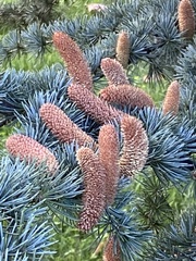 Cedrus atlantica