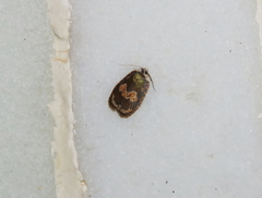 Cnesteboda celligera