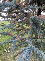 Cedrus atlantica