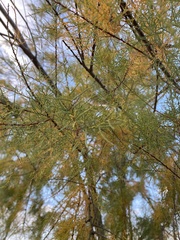 Cupressaceae