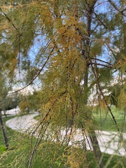 Cupressaceae