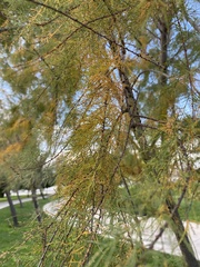 Cupressaceae