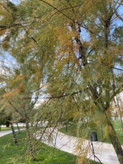 Cupressaceae