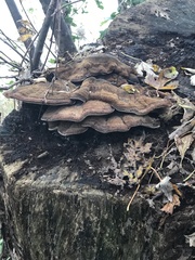Fungi