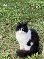Felis catus