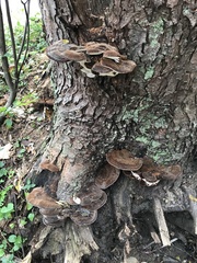 Fungi