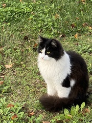 Felis catus