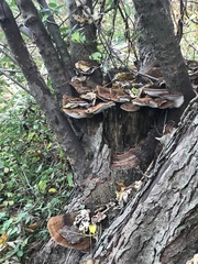Fungi
