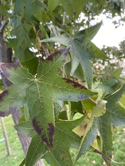 Liquidambar styraciflua