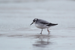 Phalaropus fulicarius