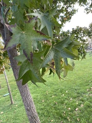 Liquidambar styraciflua