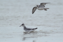 Phalaropus fulicarius