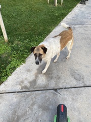 Canis familiaris