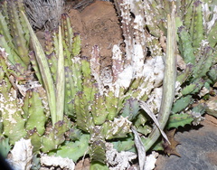 Huernia barbata