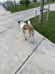 Canis familiaris