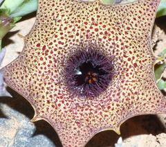 Huernia barbata