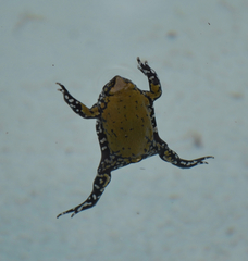 Dermatonotus muelleri