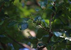 Dalbergia latifolia