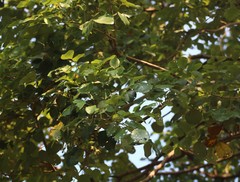 Dalbergia latifolia