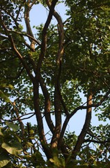 Dalbergia latifolia