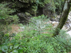 Angiopteris fokiensis