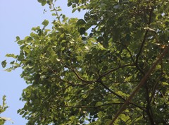 Dalbergia latifolia