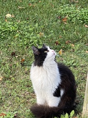 Felis catus