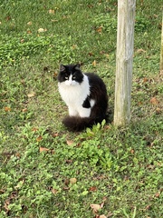 Felis catus