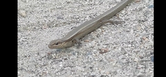 Ablepharus deserti