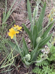 Hypoxis galpinii