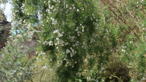 Image of Psoralea elegans by no rights reserved
