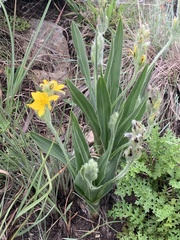 Hypoxis galpinii