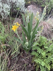 Hypoxis galpinii
