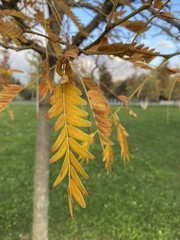 Gleditsia