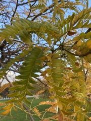 Gleditsia