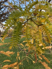 Gleditsia